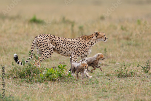 Cheetah mother taking care of her (in total 6)  cubs in the Masai Mara Game Reserve in Kenya