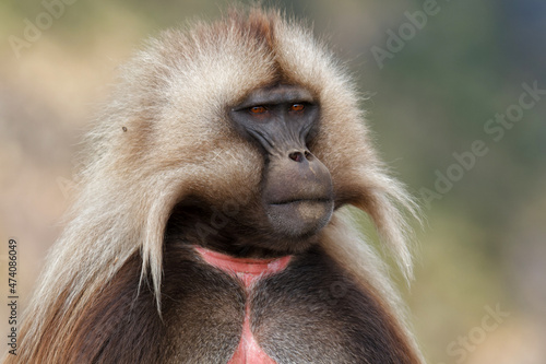 Portrait of a Gelada baboon male in the Simien Mountains National Park in Ethiopia photo