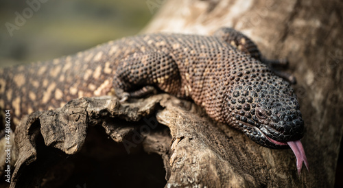 Mexican beaded lizard (Heloderma horridum) smelling with its tongue photo