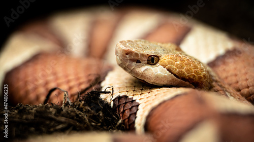 Eastern copperhead (Agkistrodon contortrix) close-up photo