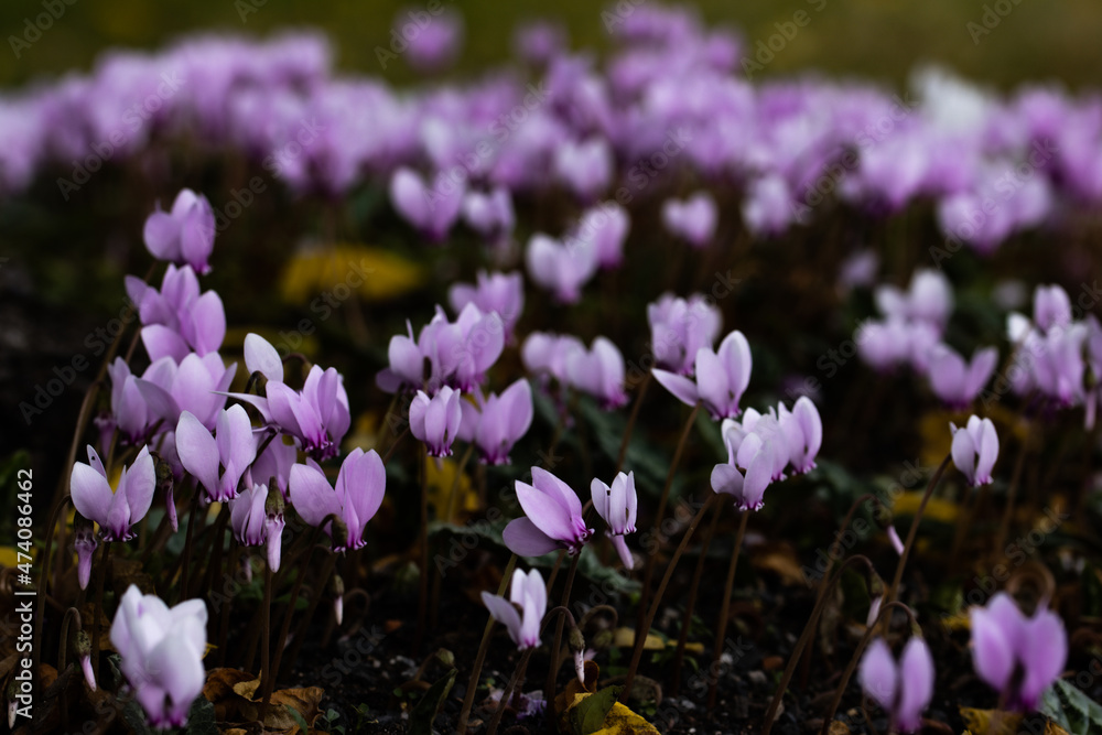 Ivy-leaved cyclamen in a meadow