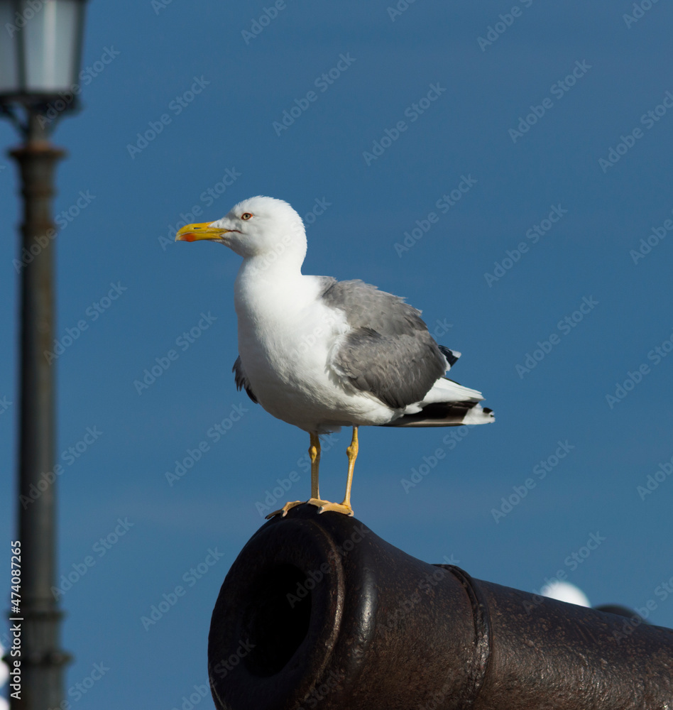Obraz premium Seagull on a canon