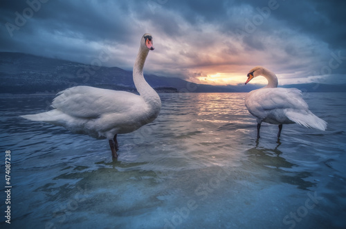 Swans in closeup with a wide angle lens in Greece - ioannina lake (epirus)