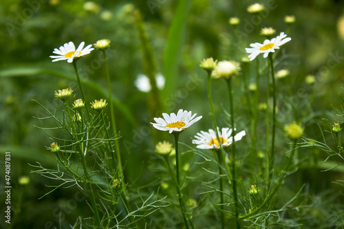 Beautiful nature scene with blooming medical chamomiles. A few flowers of a small white daisy closeup. Floral chamomile background.