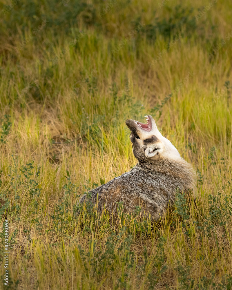 Obraz premium American Badger howl