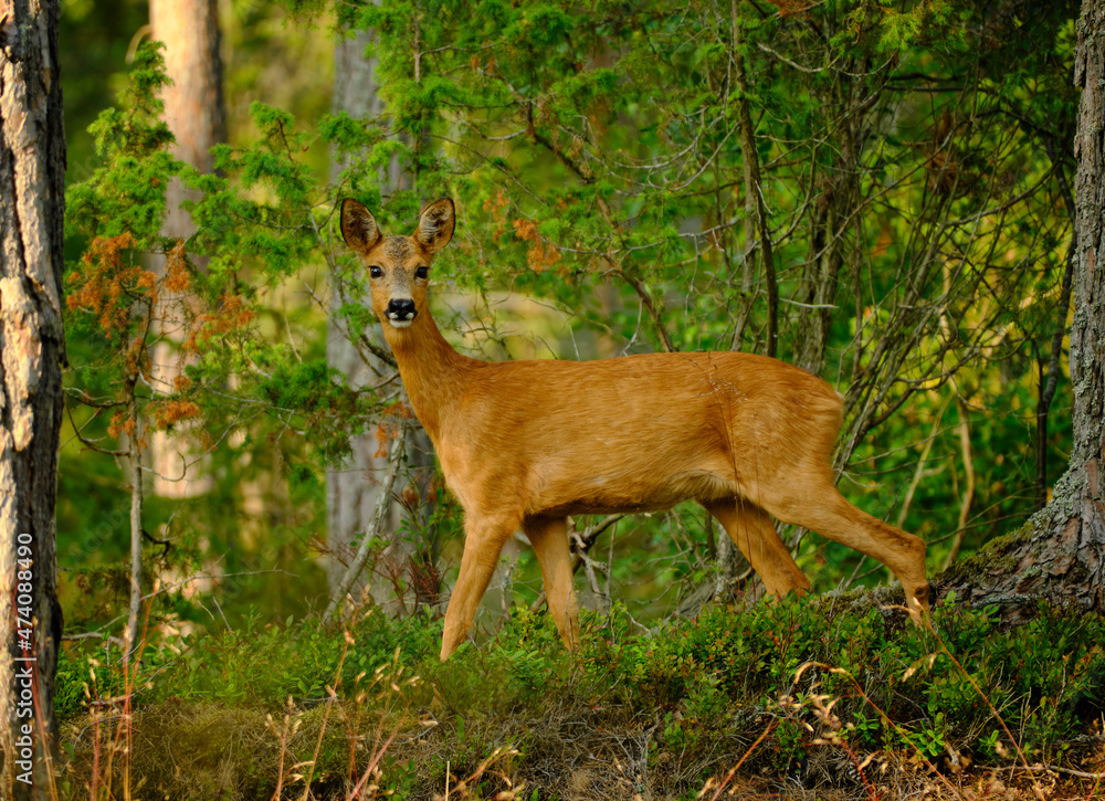 Fototapeta premium deer in the forest