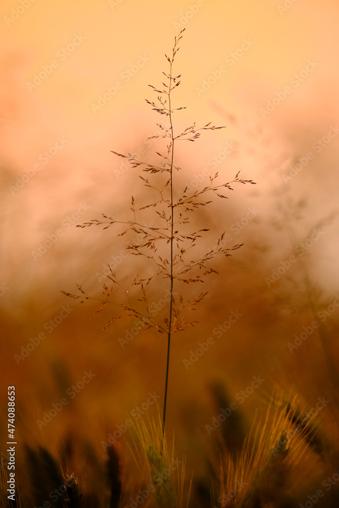 Obraz premium sunset in the field