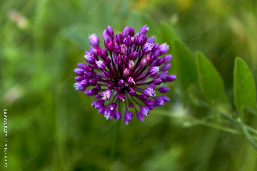 Wild onion flower. A voluminous spherical inflorescence of purple color with small seeds. Top view. Wild flowers. Summer plant background. Wild onion flower. A voluminous spherical inflorescence of purple color with small seeds. Top view. Wild flowers. Summer plant background.