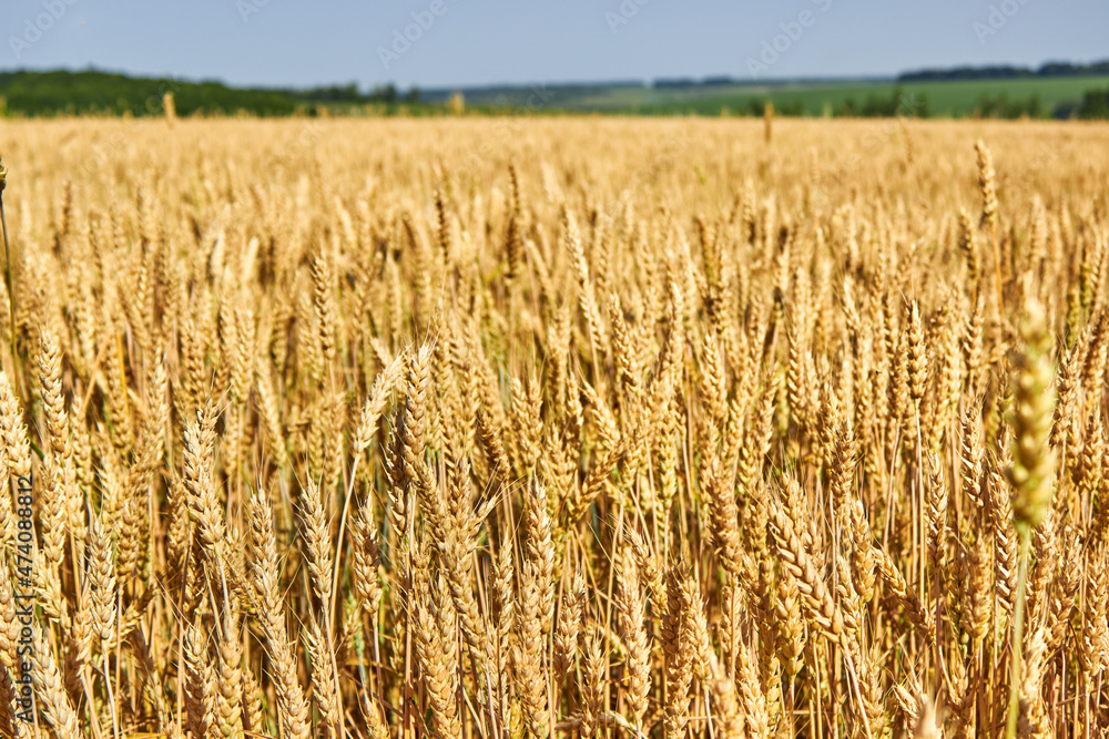 Spiking golden ears of wheat against the background of a green meadow and trees. The theme of agriculture, a rich harvest, farming. Rural nature scenery background of ripening ears of meadow wheat. Spiking golden ears of wheat against the background of a green meadow and trees. The theme of agriculture, a rich harvest, farming. Rural nature scenery background of ripening ears of meadow wheat.