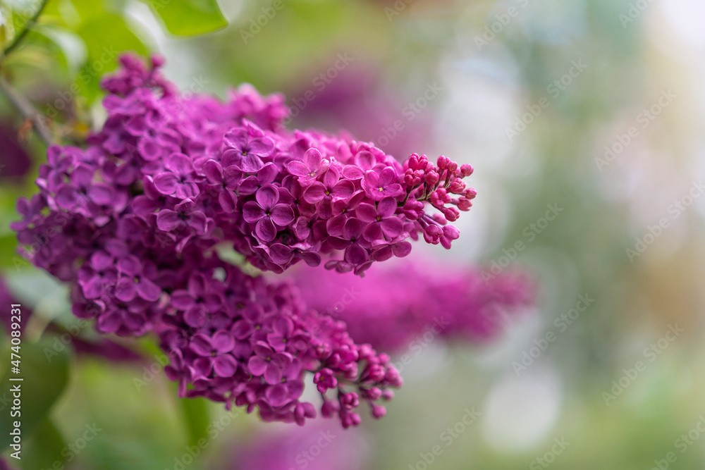 Beautiful flowering lilac branch. Place for text. Beautiful flowering lilac branch. Place for text.