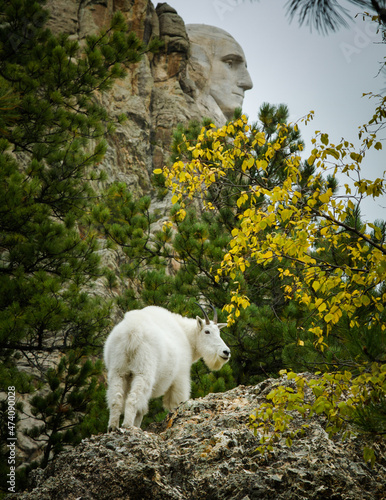 Mountain Goat at Mount Rushmore