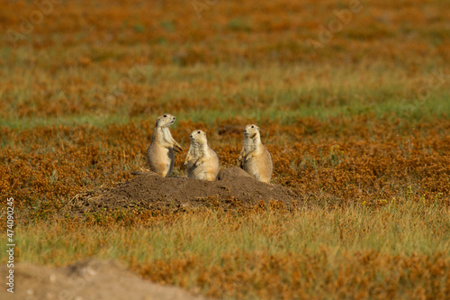 Three Prairie Dogs at Den