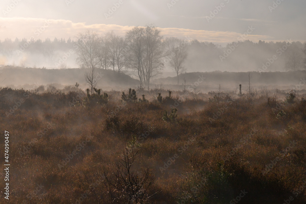 Steaming heather landscape on an early winter morning in the Netherlands.