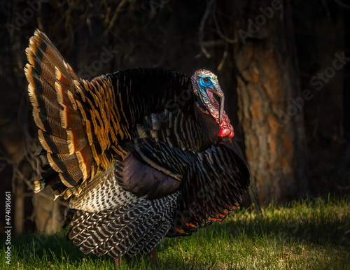 South Dakota turkey
