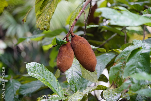 Cupuaçu (Theobroma grandiflorum) Malvaceae family.  photo