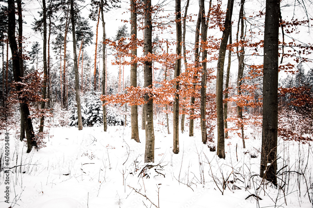 Obraz premium forest in winter