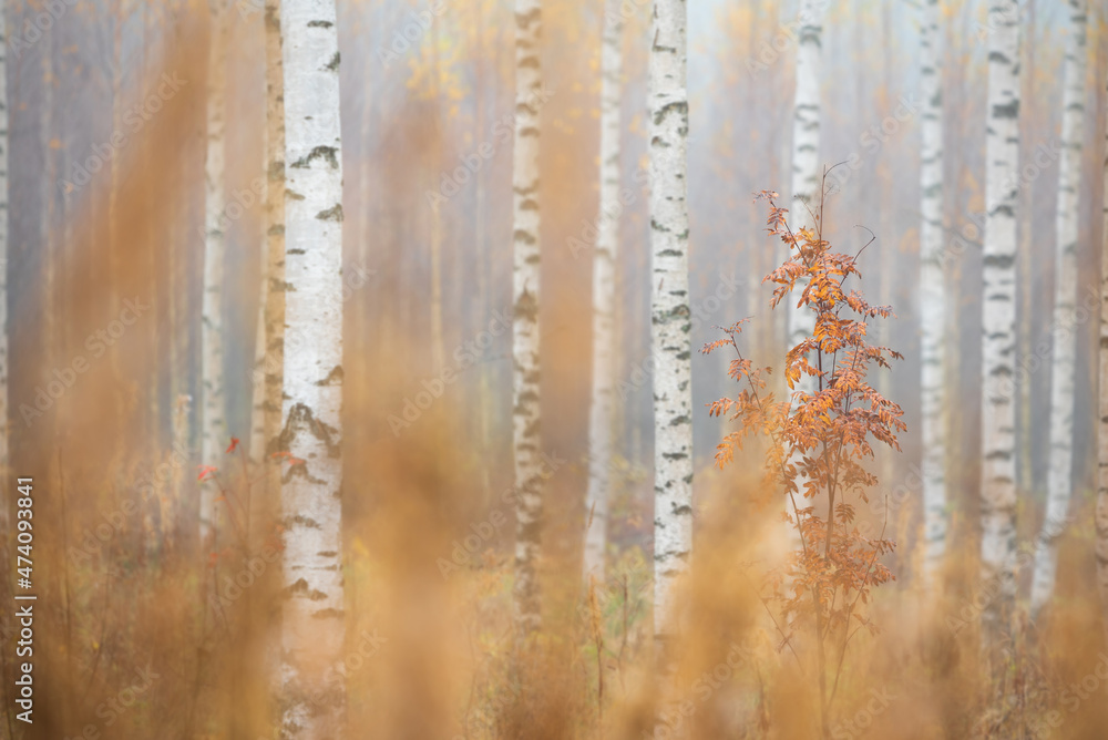 Birch (Betula pendula) tree trunks in autumn forest. Birch (Betula pendula) tree trunks in autumn forest.