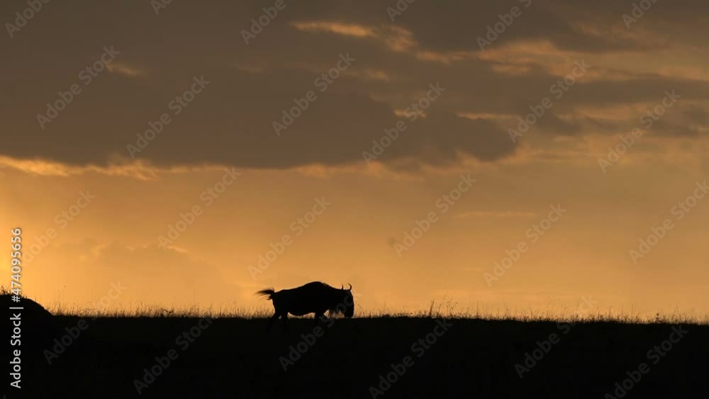 A lone wildebeest walks in the plains with sunset colors in the background. A lone wildebeest walks in the plains with sunset colors in the background.