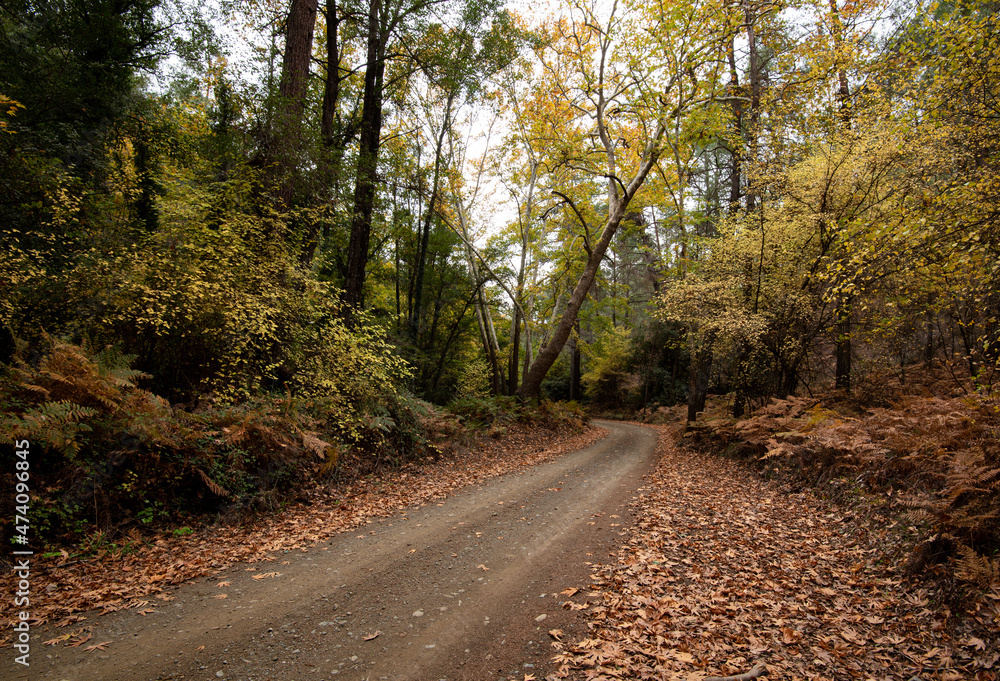 Empty road in a vallay in autumn with trees and leaves. Seasonal landscape Empty road in a vallay in autumn with trees and leaves. Seasonal landscape