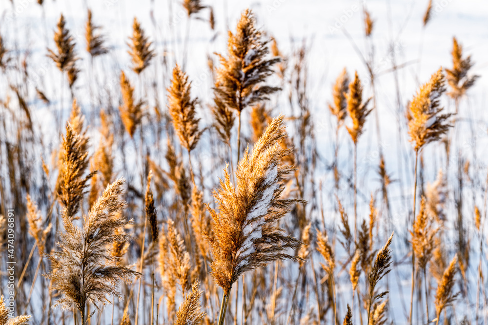 Fototapeta premium Yellow dried reed on white snow swaying in the wind