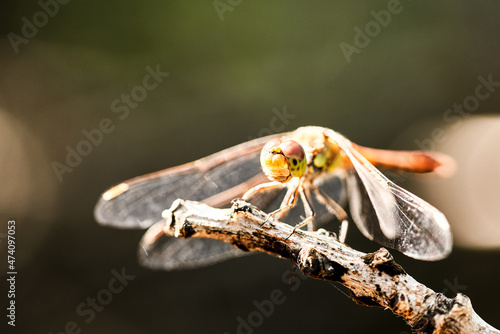 Dragonfly in green nature background photo