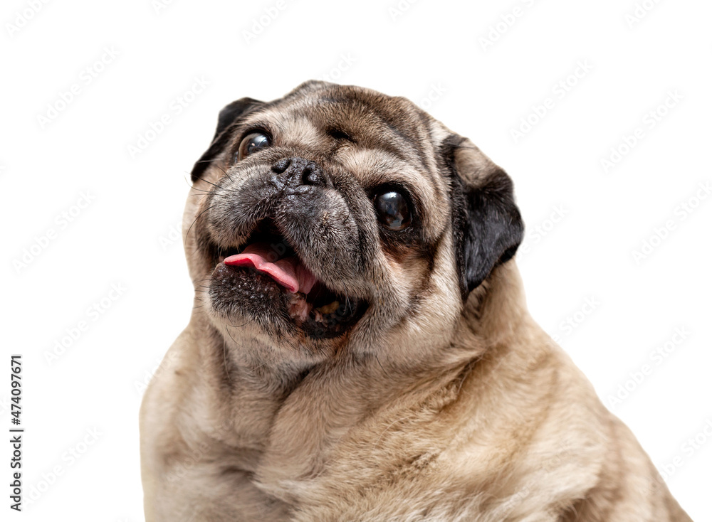 Large portrait of a beige pug isolated on a white background. 