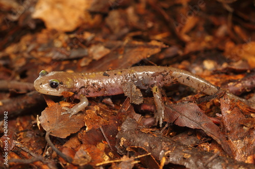 Albinotic young fire salamander (Salamandra salamandra) in its natural habitat