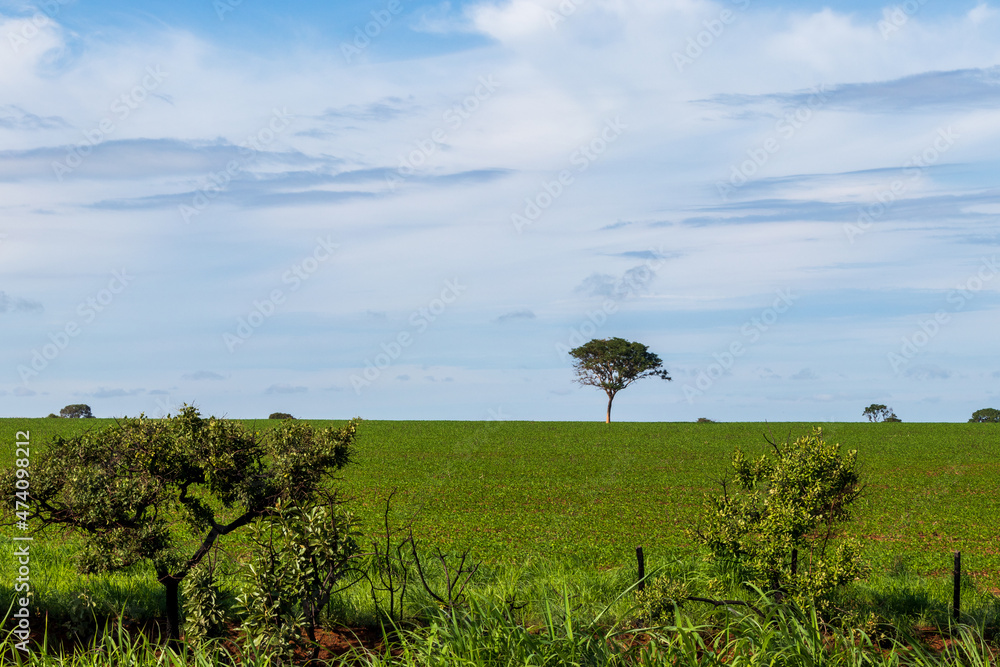 Fototapeta premium Paisagem típica do cerrado em Minas Gerais, Brasil.
