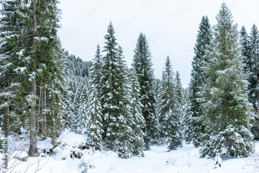 View of a snowy mountain forest on a cloudy winter day. Natural background. View of a snowy mountain forest on a cloudy winter day. Natural background.