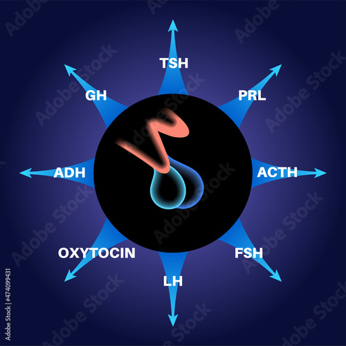 Pituitary gland hormones