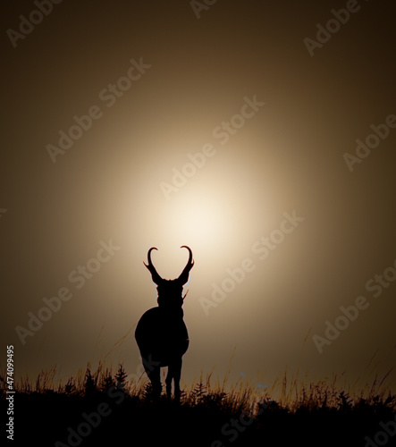 Pronghorn Silhouette photo