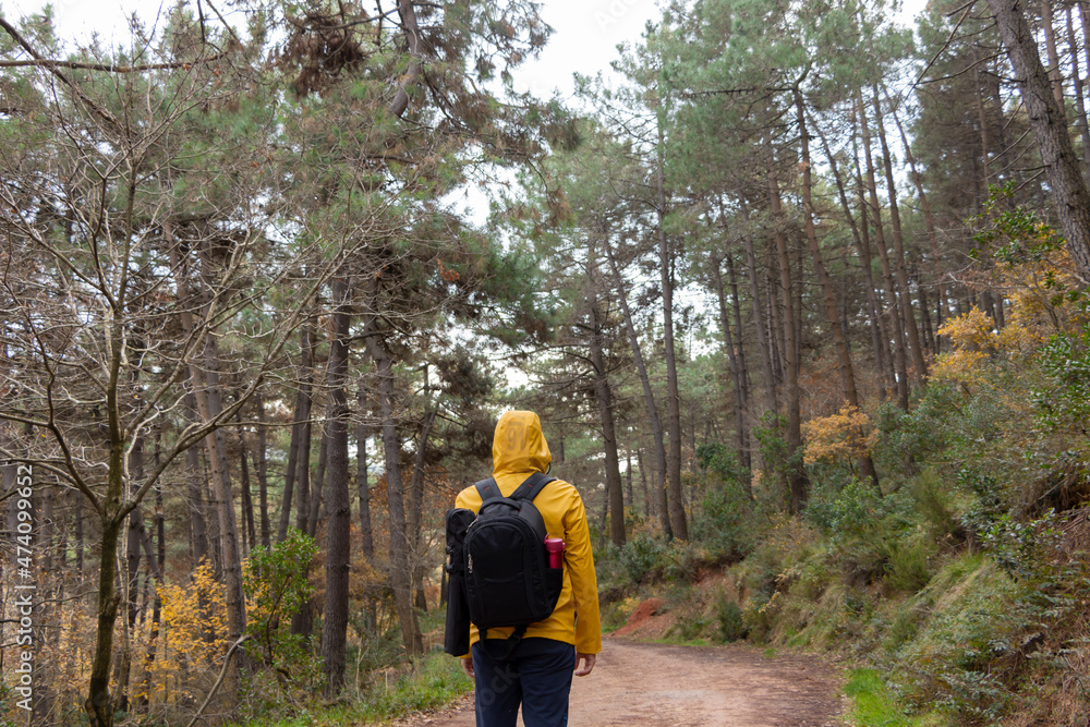 A young man walking in forest. Facing back. Autumn. Bush walking. Hiking. Tramping. Treekking. A young man walking in forest. Facing back. Autumn. Bush walking. Hiking. Tramping. Treekking.