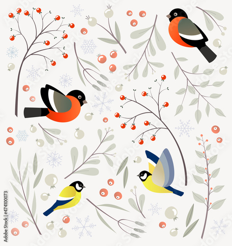 Set of Winter plants, birds and berries. Vector illustration