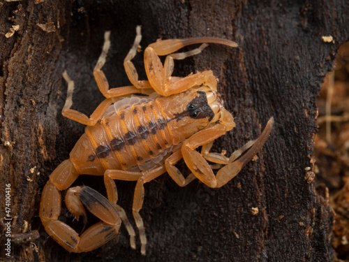 PC030053 juvenile Brazilian parthenogenetic scorpion (Tityus stigmurus), cECP 2021