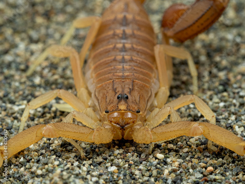 PC040004 close-up of a subadult Indian red scorpion (Hottentotta tamulus), cECP 2021