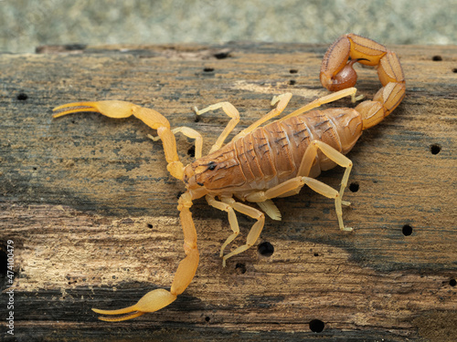 PC040017 Highly venomous Indian red scorpion (Hottentotta tamulus), cECP 2021
