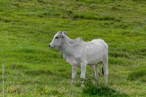 white nelore calf in the pasture photo
