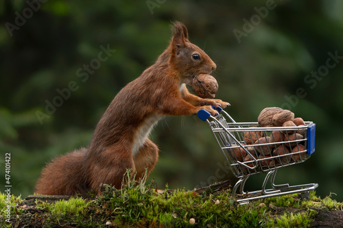 Cute red squirrel fills up its shopping trolley full of hazelnuts. Noord-Brabant in the Netherlands.

                             