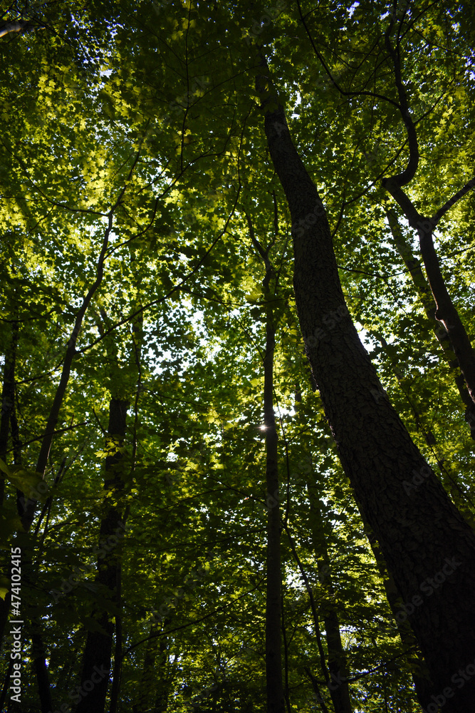 trees in the forest