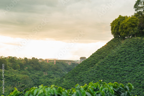 landscape of the Colombian coffee region, seen from a plantation or cultivation of Arabica coffee (Coffea) in the coffee triangle near the city of Pereira, Risaralda Colombia. concept of agriculture. photo