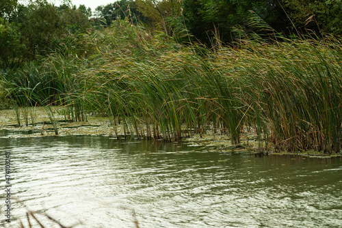 Windswept bog and sedge in pond.  Dirty lake pond with bulrush (Typha latifolia)   photo