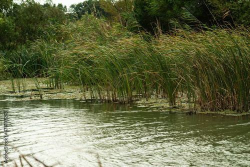 фотографія Windswept bog and sedge in pond