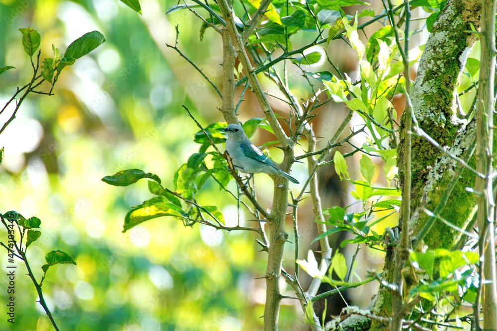 Blue-gray tanager (Thraupis episcopus) perched in a tree on a farm in the Intag Valley, outside of Apuela, Ecuador