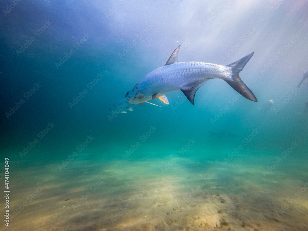 Fototapeta premium Tarpon swimming underwater in ocean with sea bed 