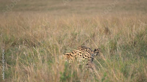 A serval cat walks in tall grass in masai mara. photo