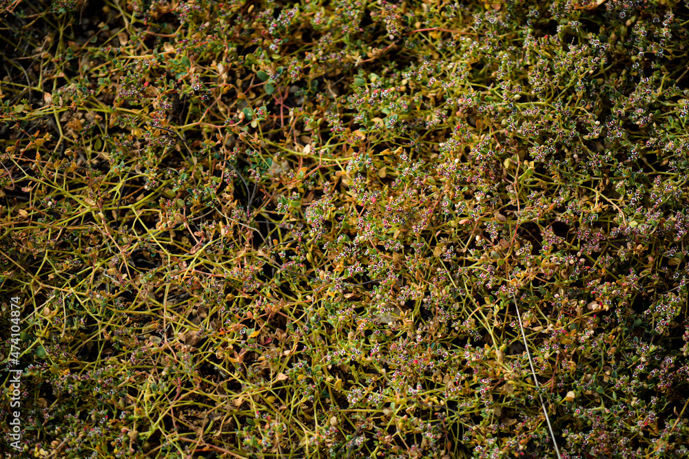 Thistles and Bushes in the Desert with a Macro Lens Thistles and Bushes in the Desert with a Macro Lens