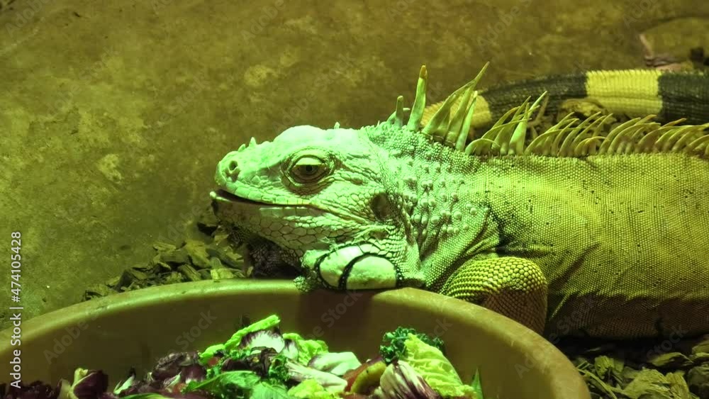 Iguana Iguana species in terrarium. Reptile and herbivorous lizard from South America, Mexico and the Caribbean.