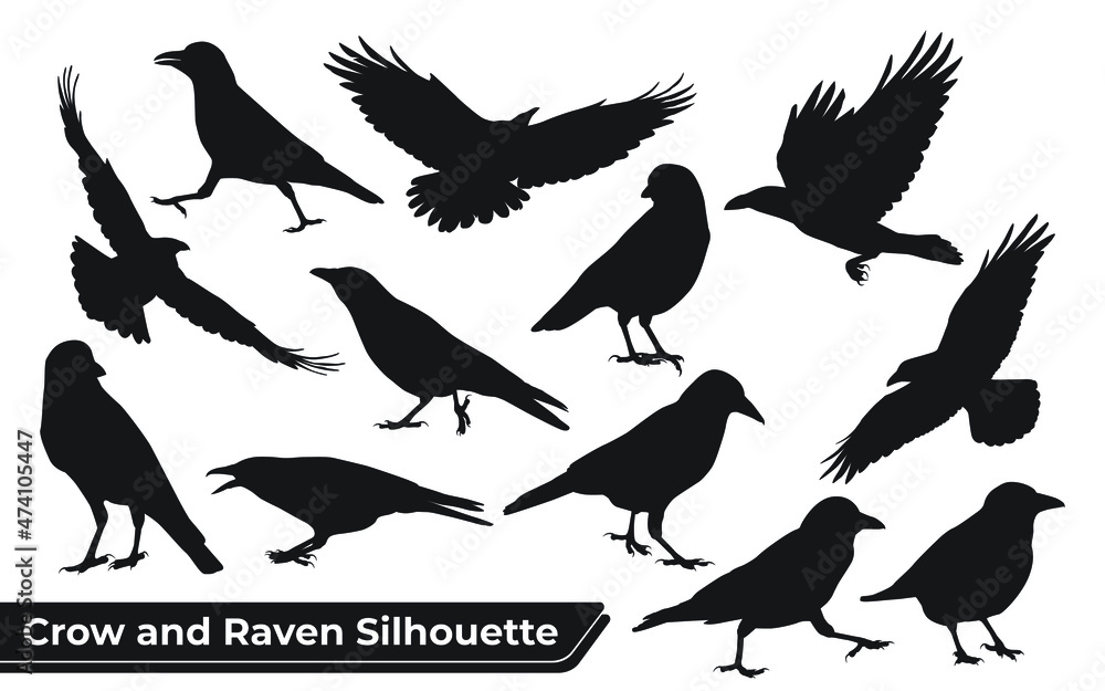 Obraz premium Collection of Crow and Raven Silhouette in different poses