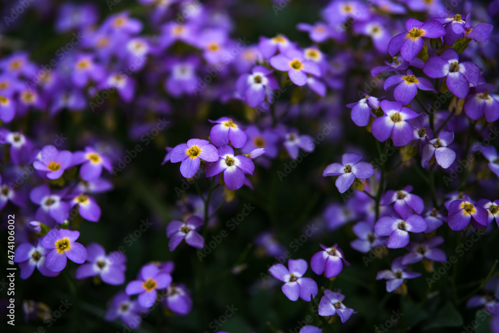 Close-up of violet, purple aubrieta flowers background. Close-up of violet, purple aubrieta flowers background.