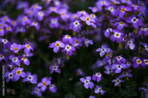 Close-up of violet  purple aubrieta flowers background.